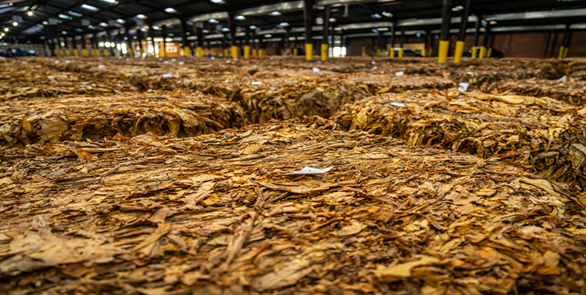 Los Mejores Tabacos de Liar